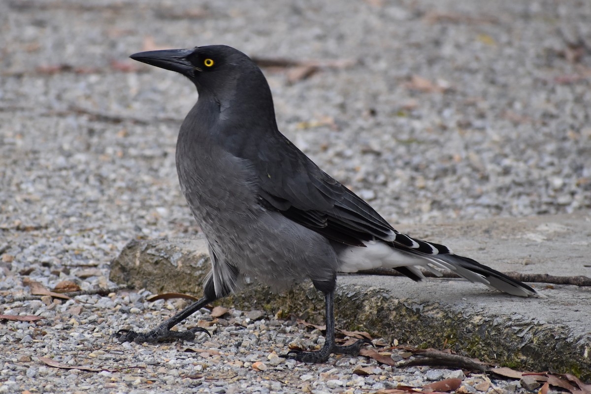 Gray Currawong - Lance Rathbone