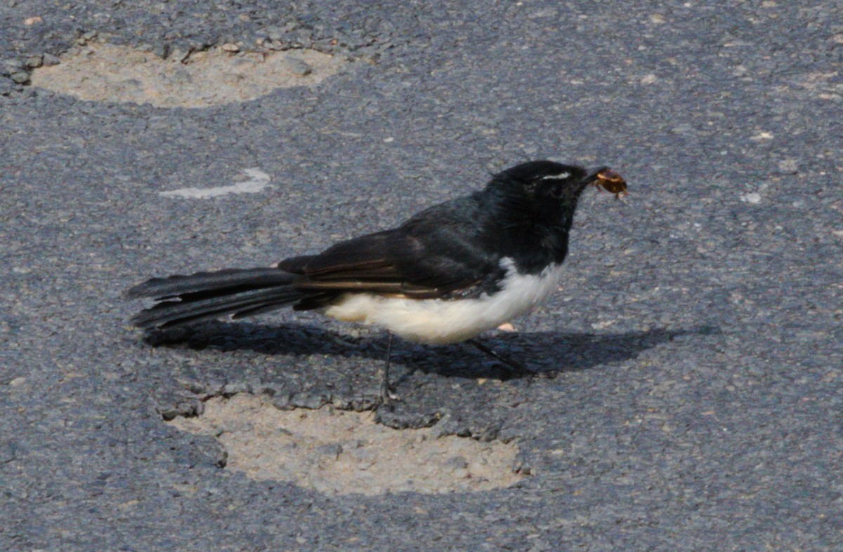 Willie-wagtail - ML141719831