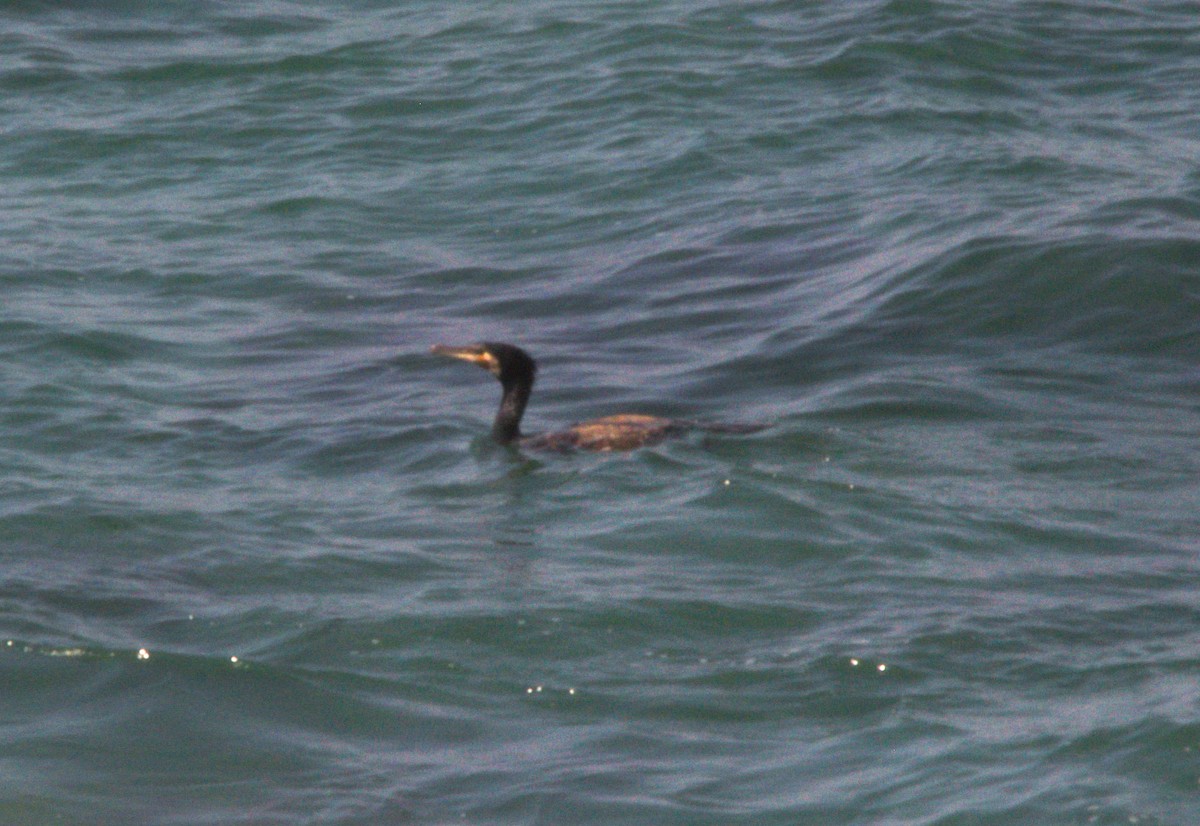 Great Cormorant - ML141719891