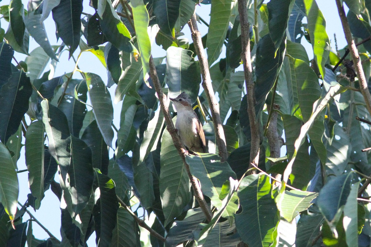 Striated Yuhina - ML141720631