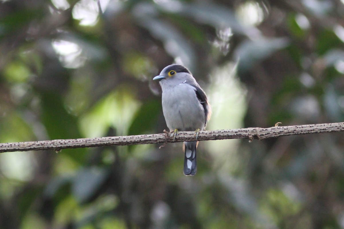 Gray-lored Broadbill - ML141720711