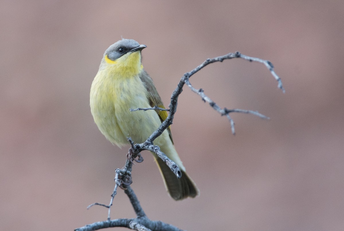 Gray-headed Honeyeater - John Daniels