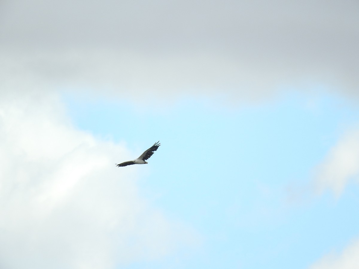 White-bellied Sea-Eagle - George Vaughan