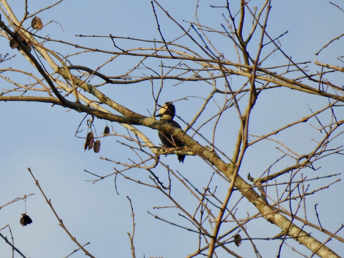 Heart-spotted Woodpecker - ML141722831