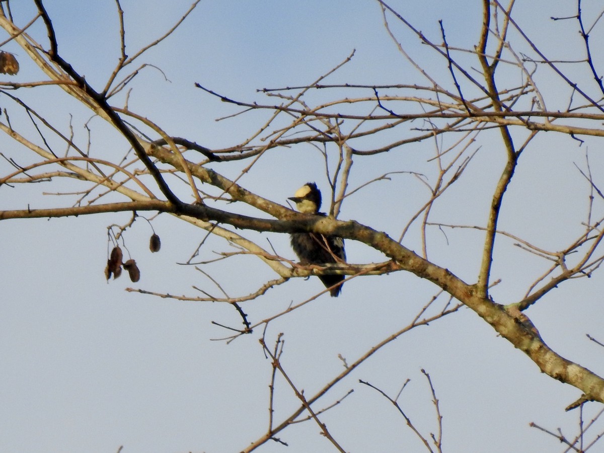 Heart-spotted Woodpecker - ML141722861