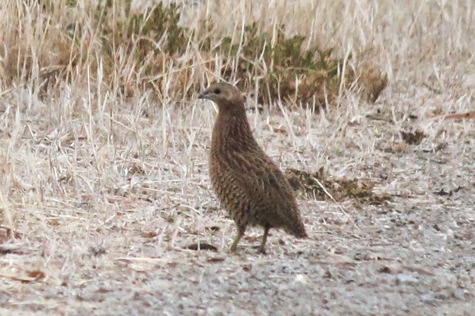 Brown Quail - ML141723161