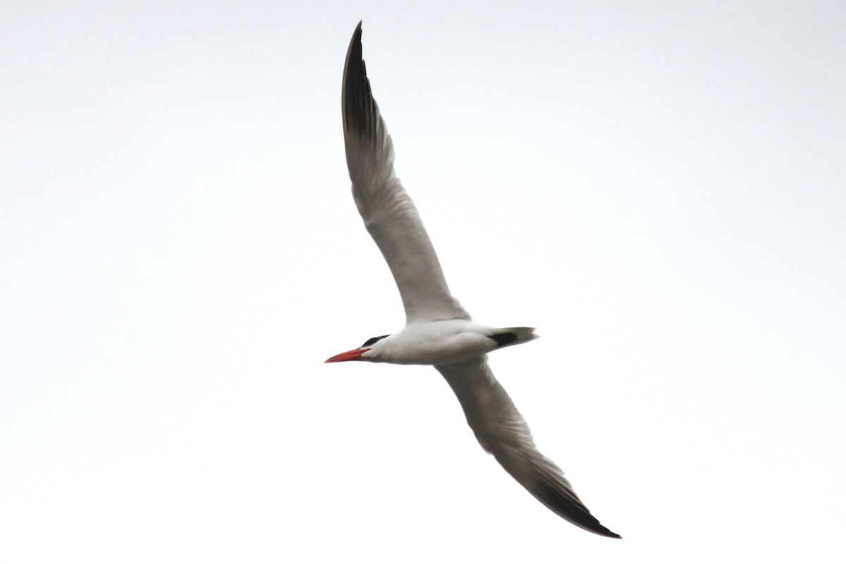 Caspian Tern - ML141723371