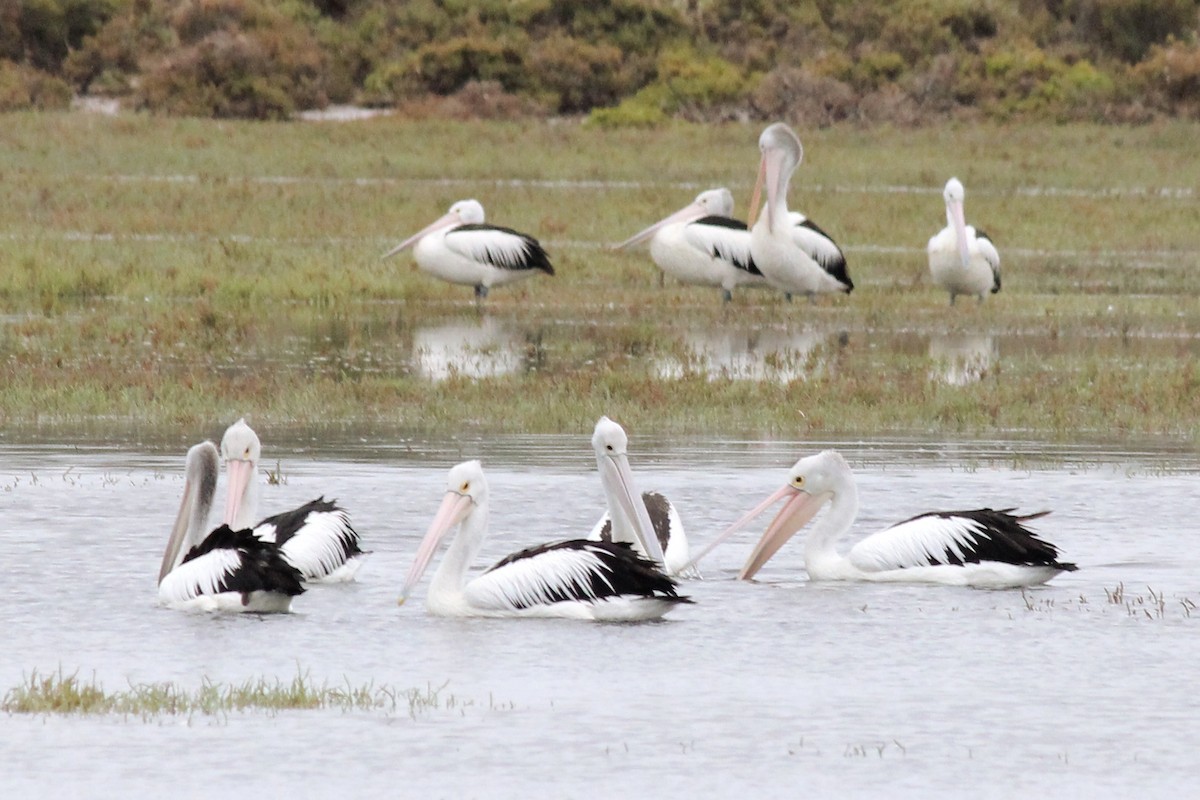 Australian Pelican - ML141723401