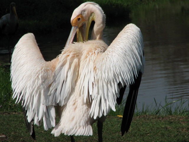 Great White Pelican - Martin H. Horny