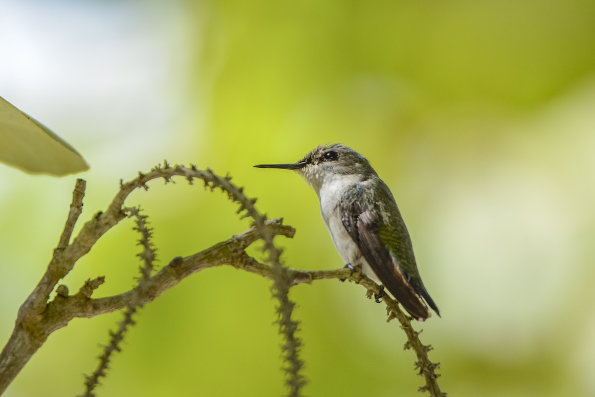 Colibri nain - ML141723471