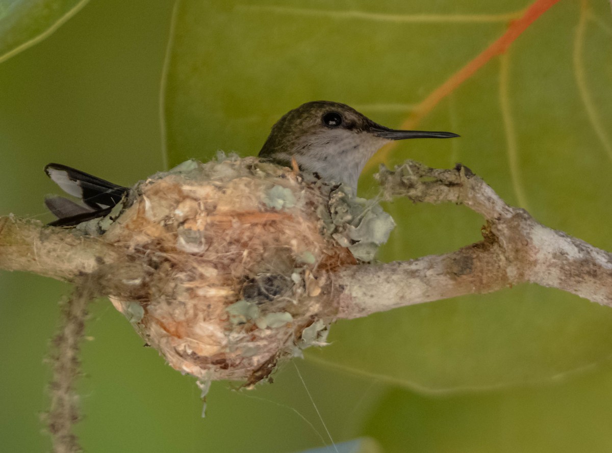 Vervain Hummingbird - ML141723511