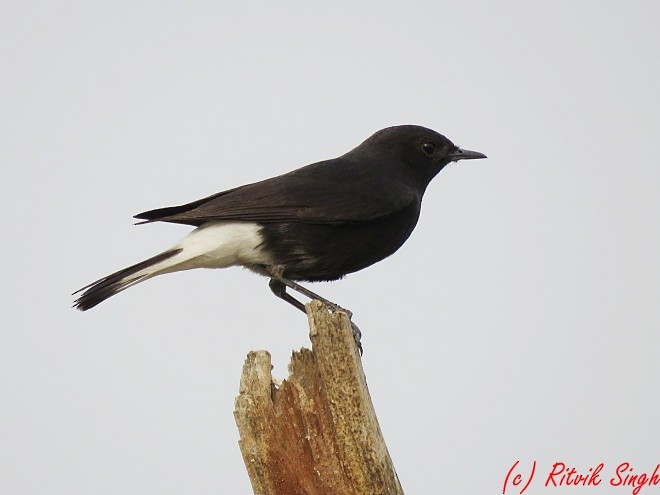 Variable Wheatear - ML141724031