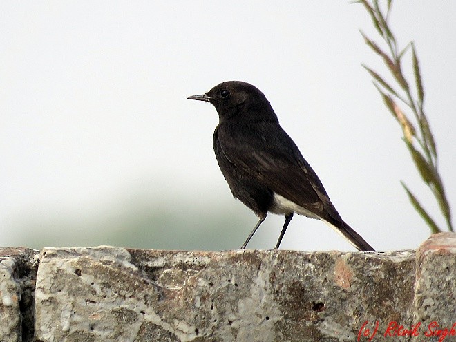 Variable Wheatear - ML141724041