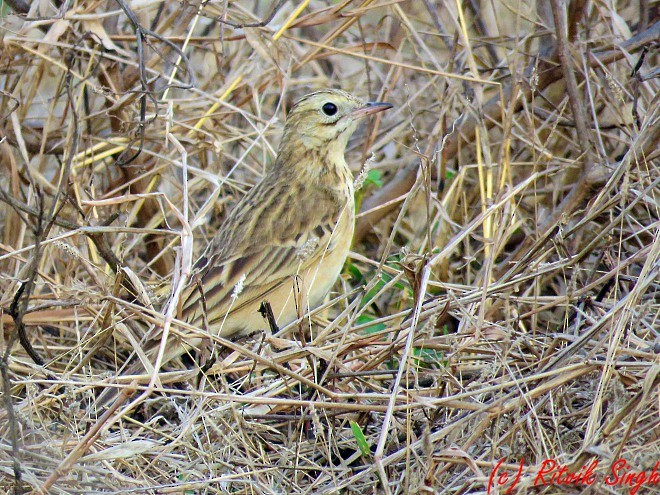 Blyth's Pipit - ML141724061