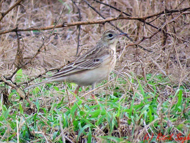 Blyth's Pipit - ML141724071