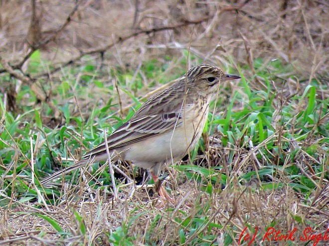 Blyth's Pipit - ML141724081