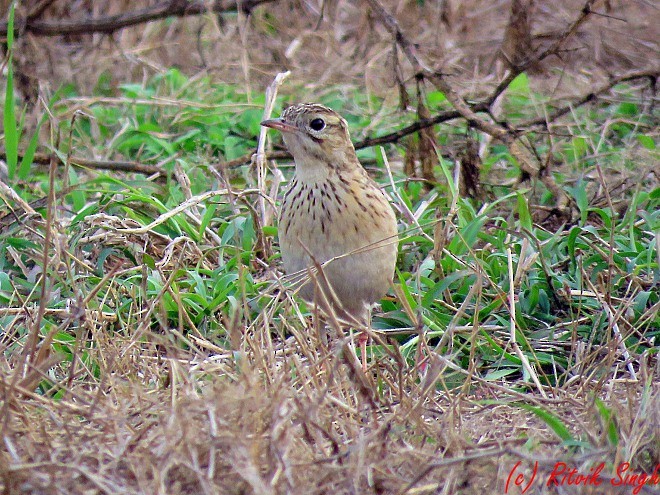 Blyth's Pipit - ML141724091