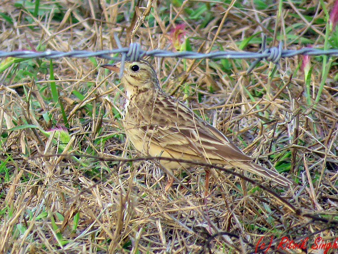 Blyth's Pipit - ML141724101