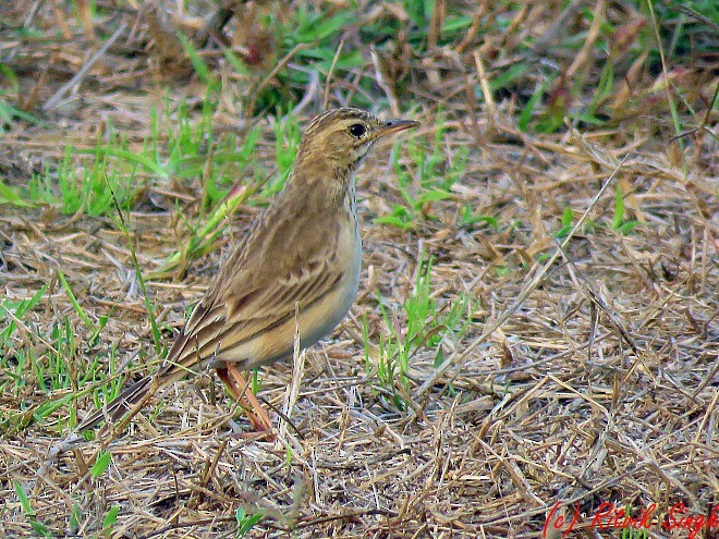 Paddyfield Pipit - ML141724111