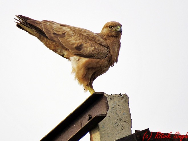 Common Buzzard - ML141724251