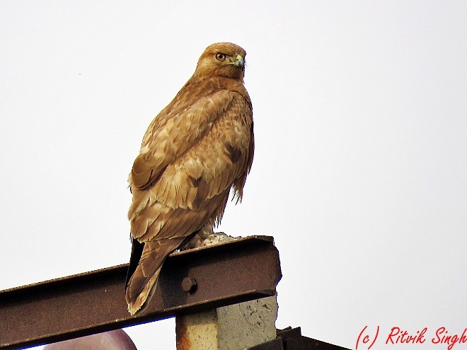 Common Buzzard - Ritvik Singh