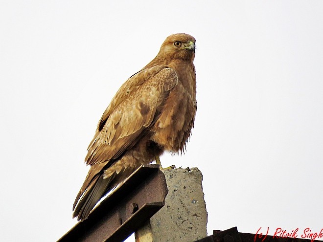 Common Buzzard - ML141724271