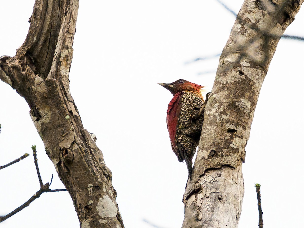 Banded Woodpecker - ML141724311