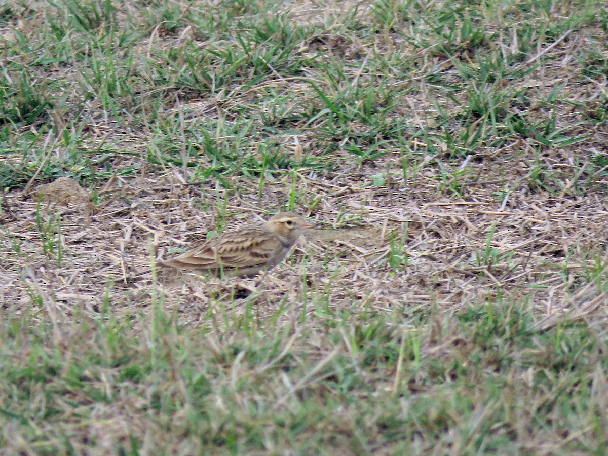 Greater Short-toed Lark - Ritvik Singh