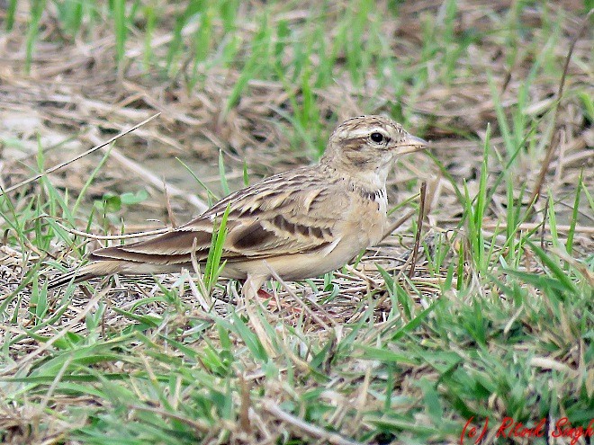 Mongolian Short-toed Lark - ML141724431