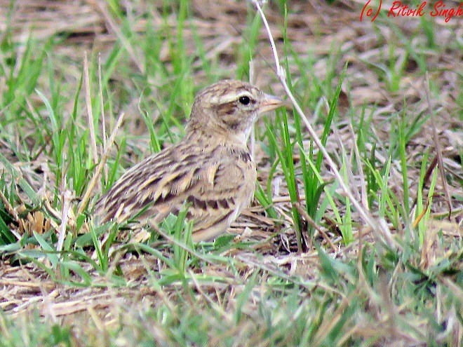 Mongolian Short-toed Lark - ML141724441