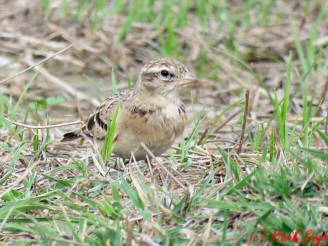 Mongolian Short-toed Lark - ML141724451