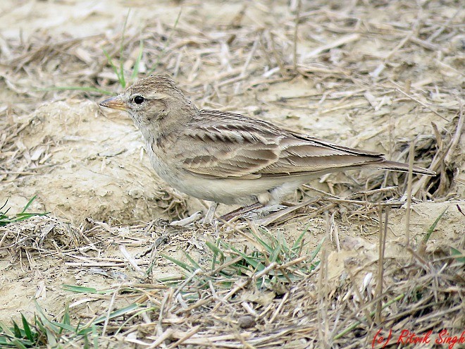 Hume's Lark - ML141724561