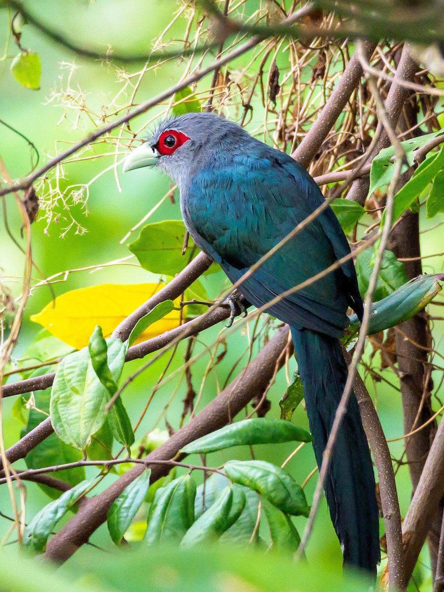 Black-bellied Malkoha - ML141724571