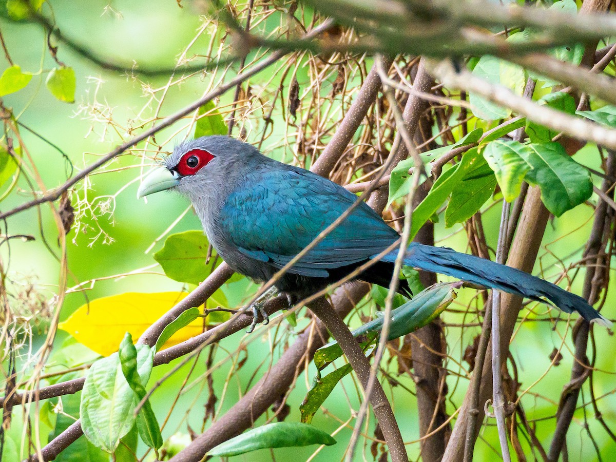 Black-bellied Malkoha - ML141724581