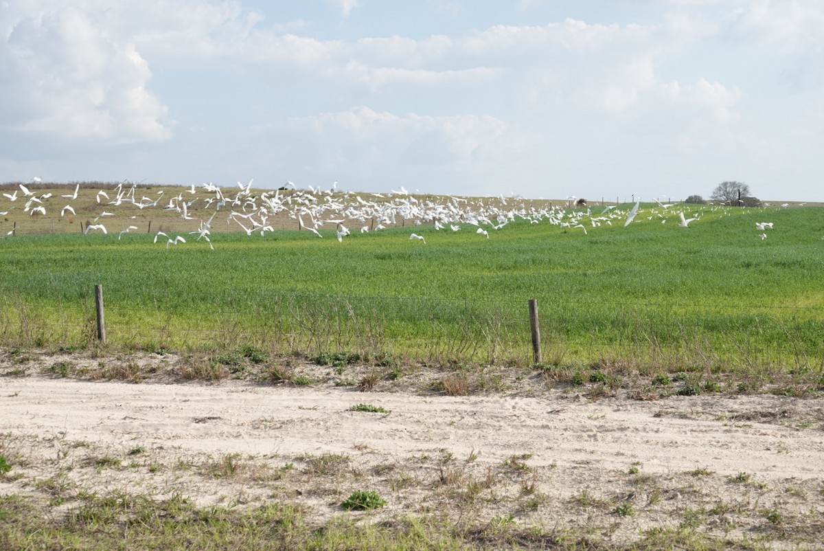 Western Cattle Egret - ML141725291