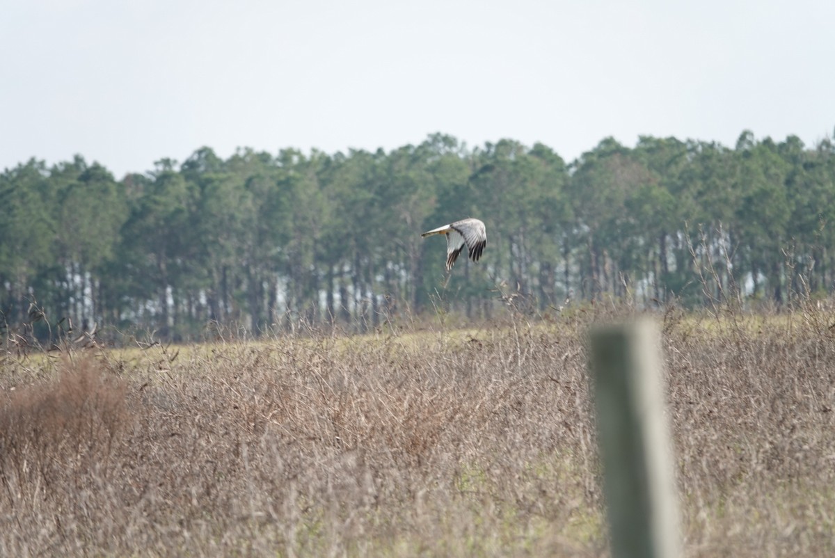 Northern Harrier - ML141725401