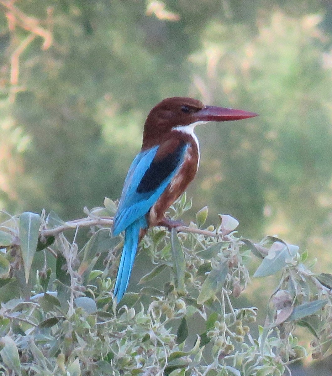 White-throated Kingfisher - ML141727431