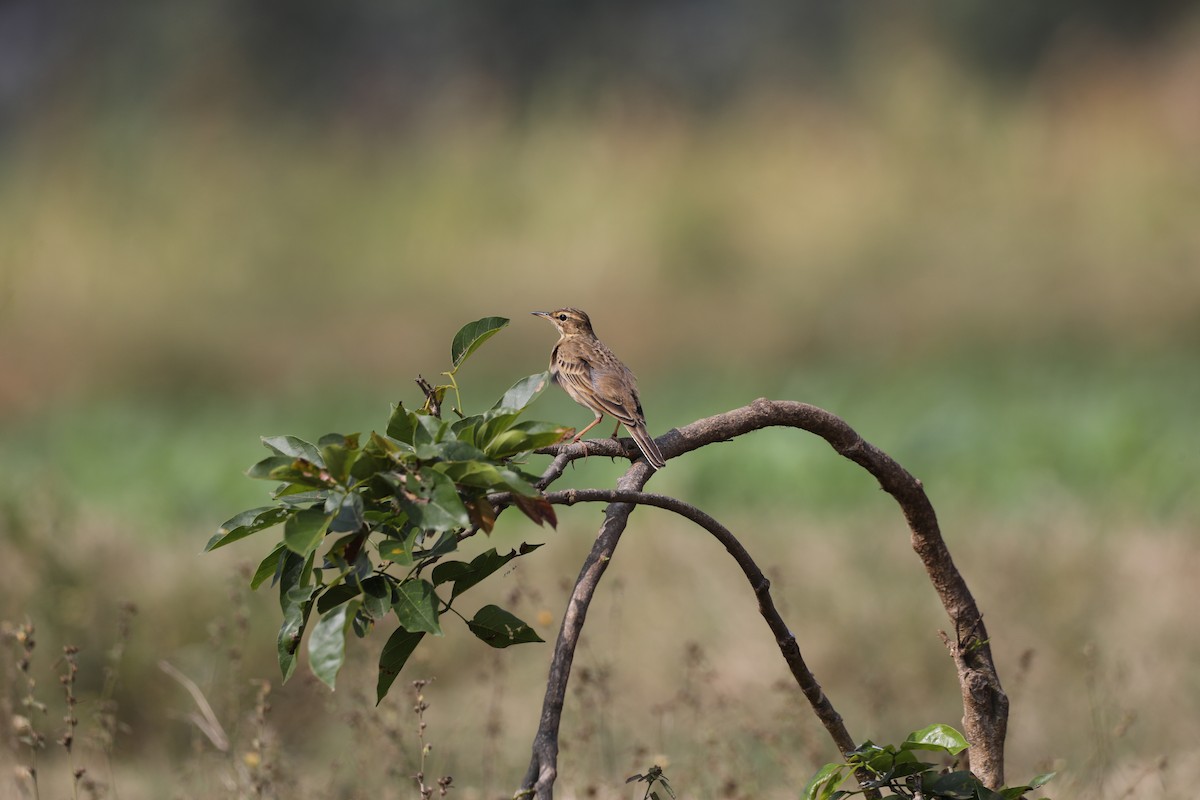 Paddyfield Pipit - Novelkumar M S