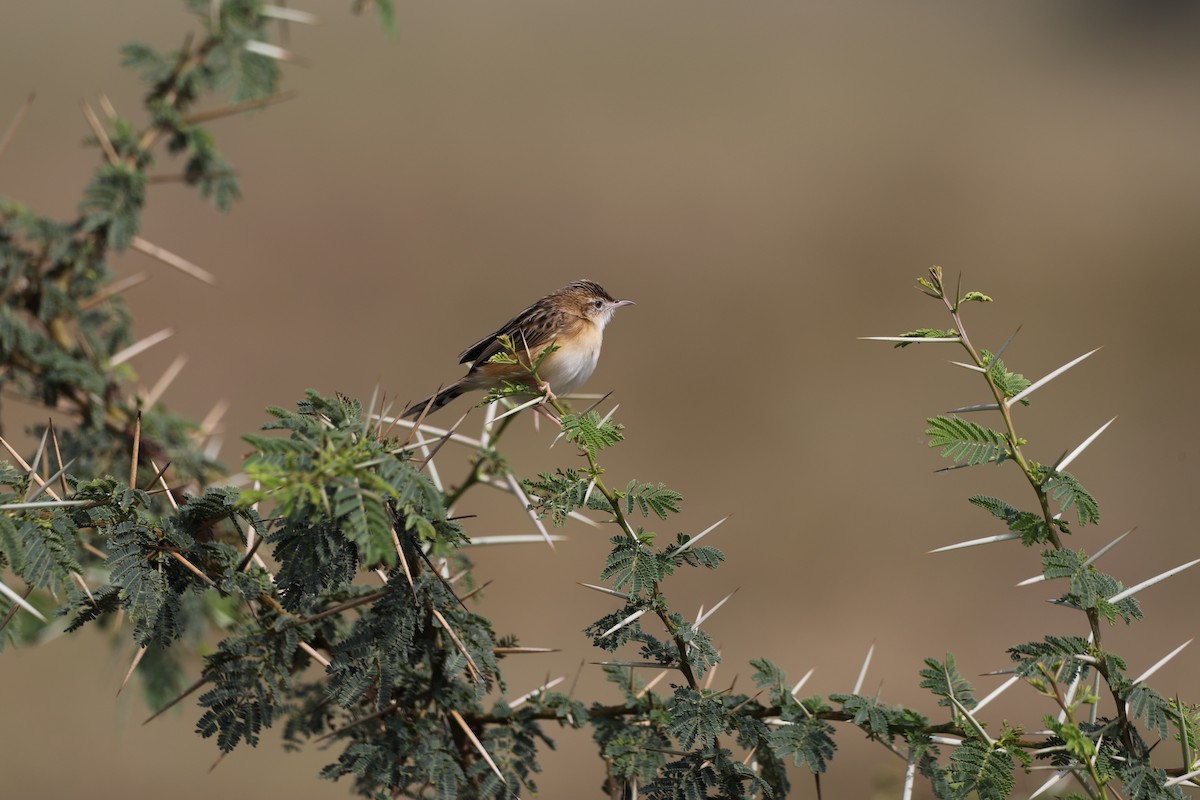 Zitting Cisticola - Novelkumar M S