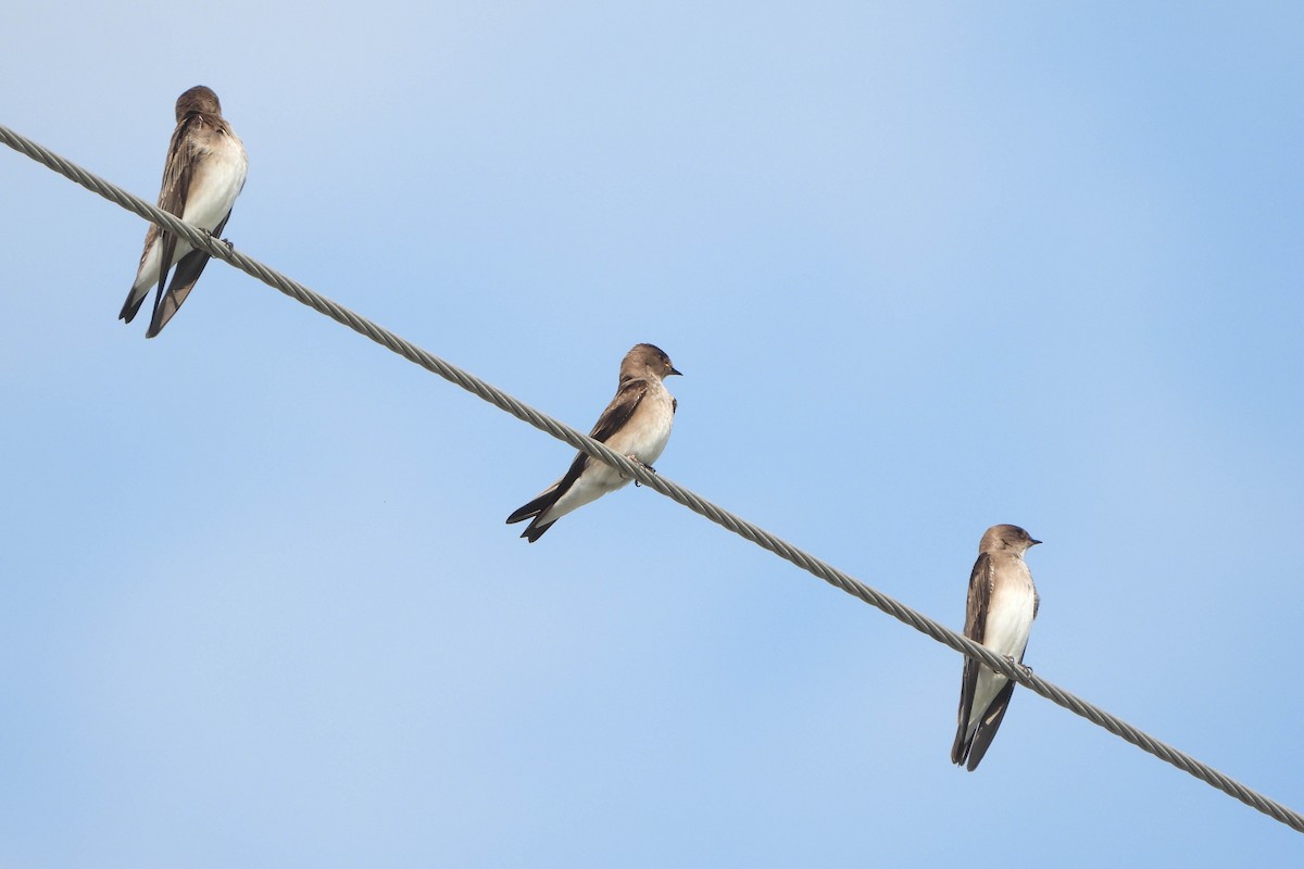 Northern Rough-winged Swallow - ML141728891