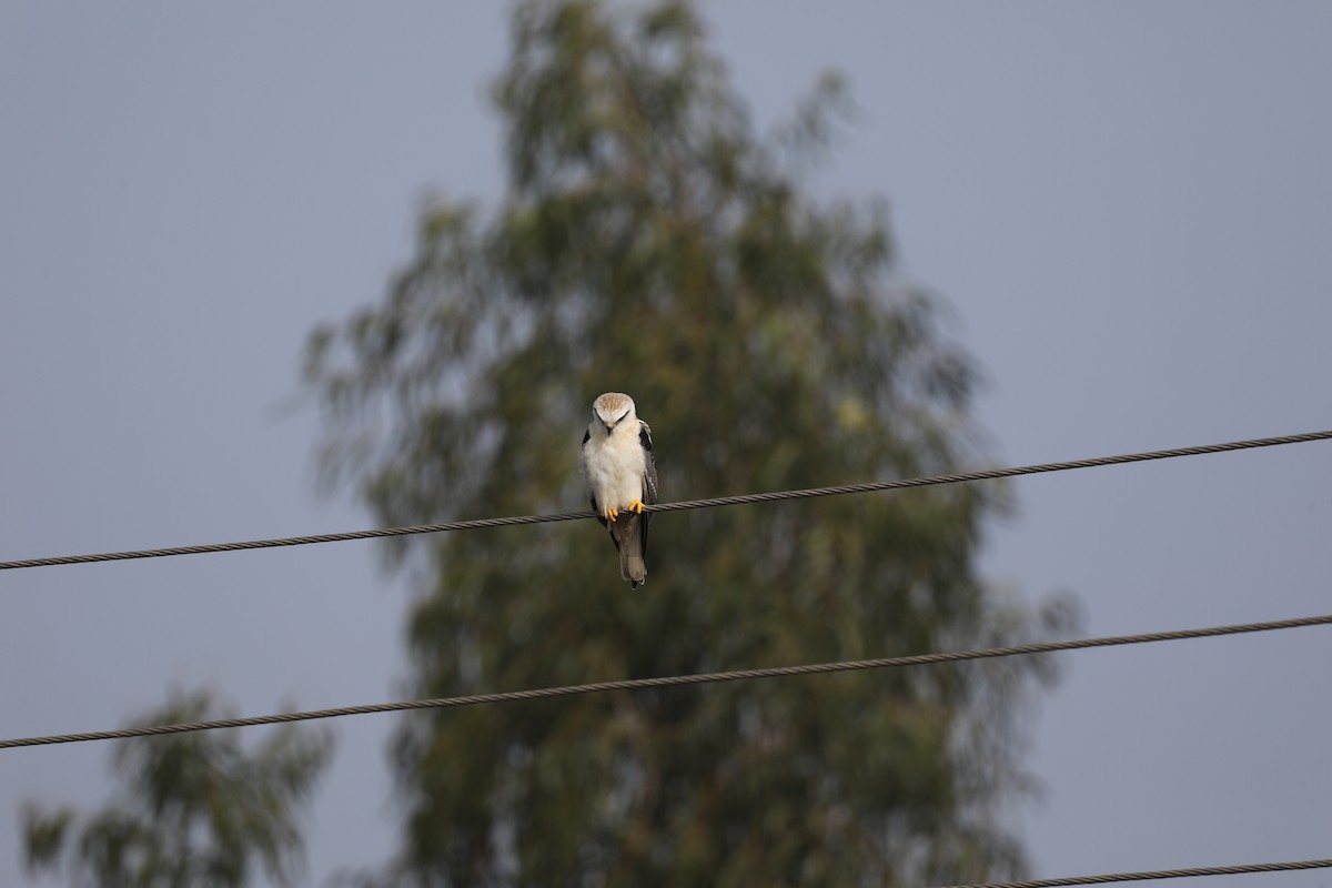 Black-winged Kite - Novelkumar M S