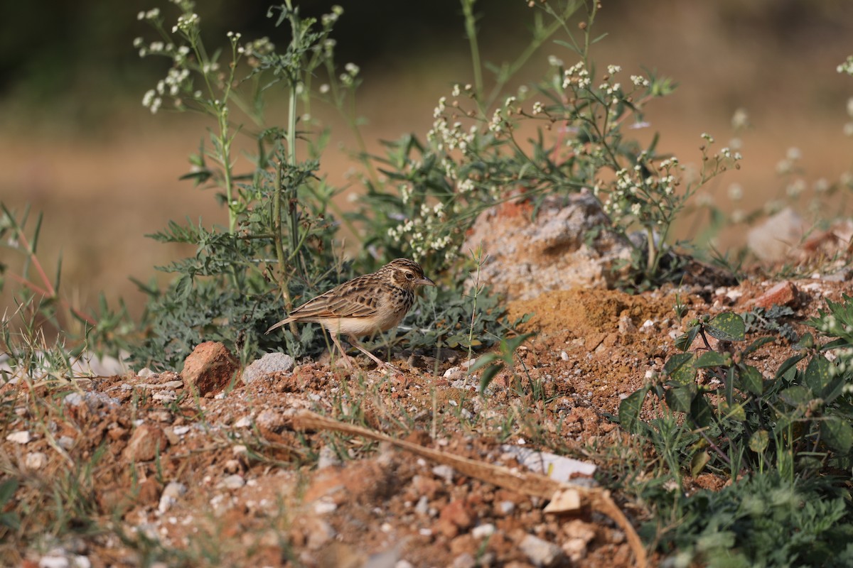 Jerdon's Bushlark - Novelkumar M S