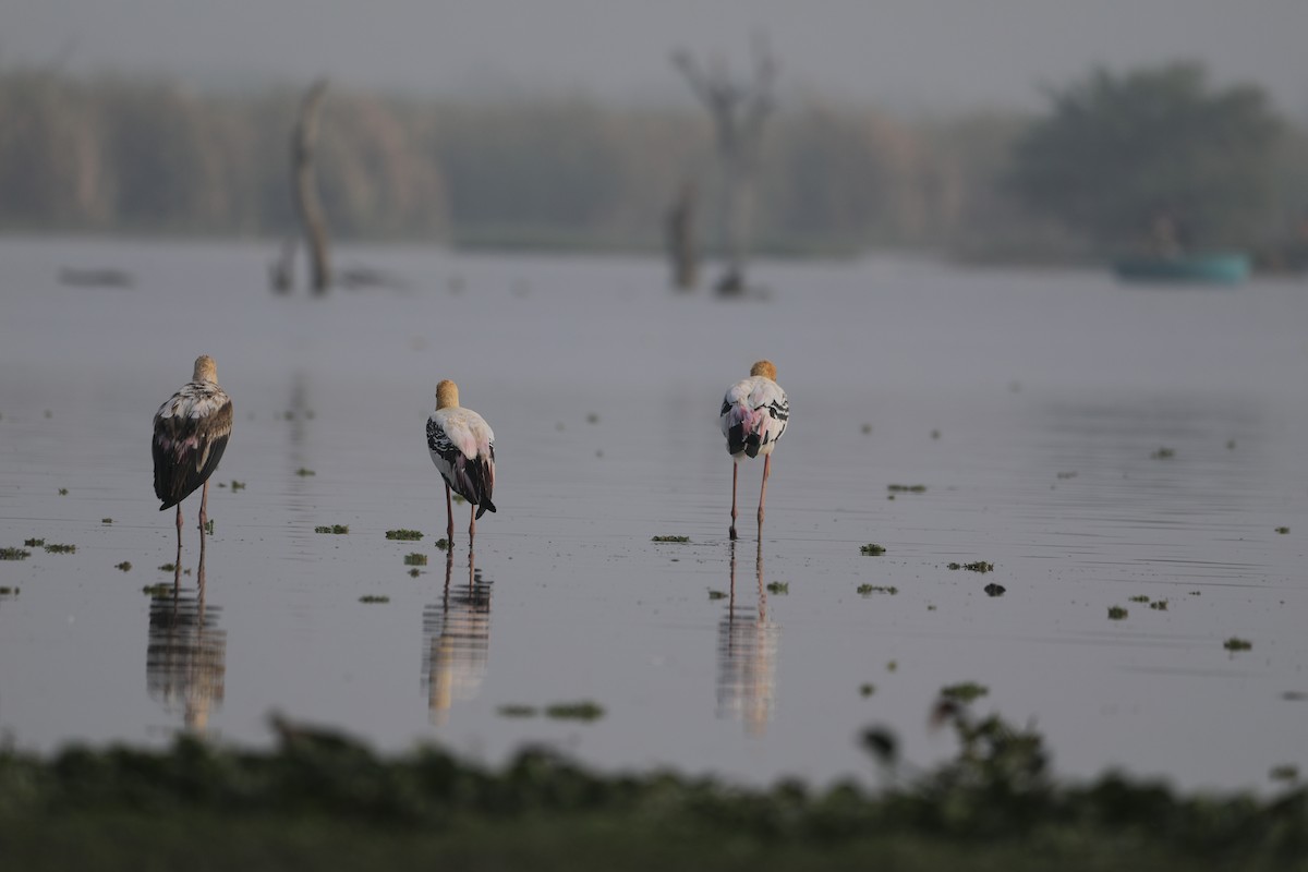 Painted Stork - Novelkumar M S