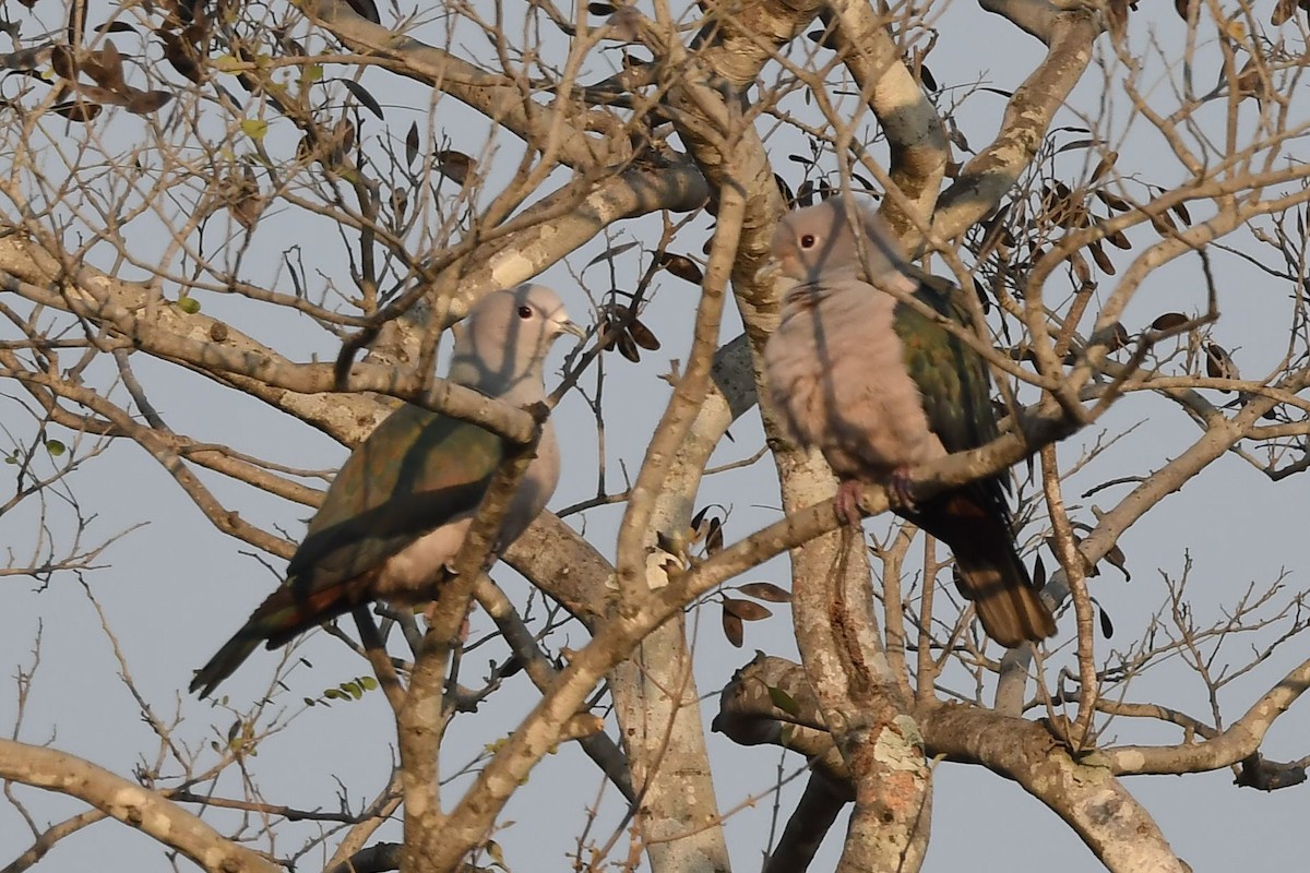 Green Imperial-Pigeon - ML141729951
