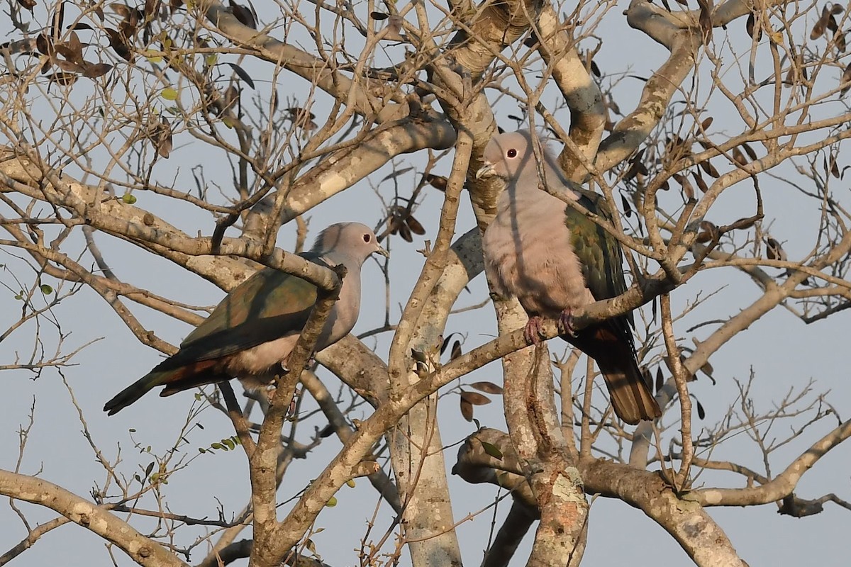 Green Imperial-Pigeon - ML141729961