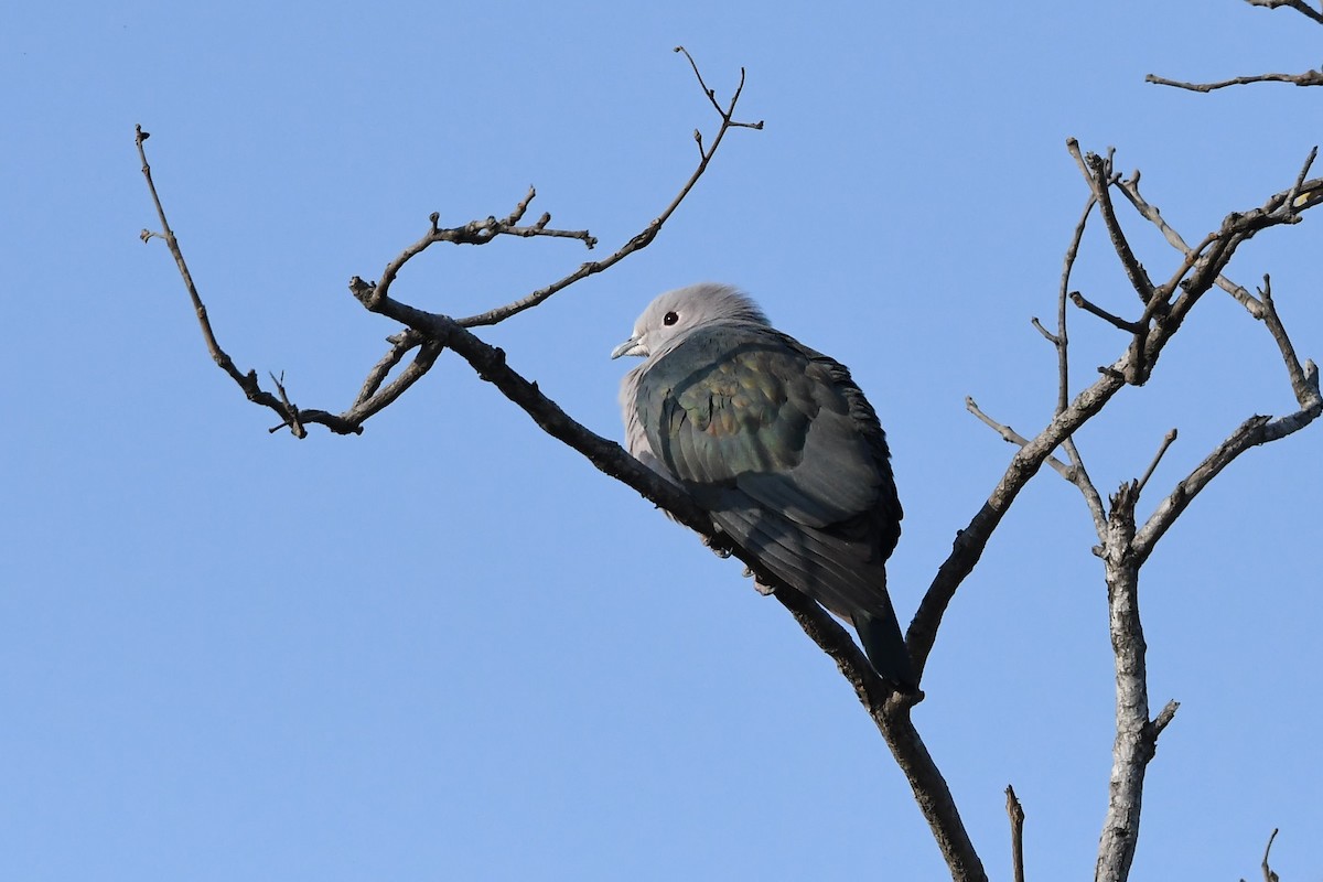 Green Imperial-Pigeon - ML141729971