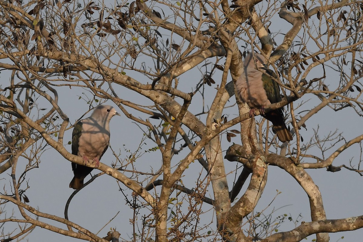 Green Imperial-Pigeon - ML141729991