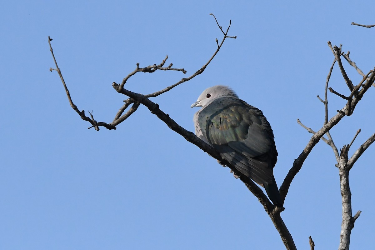 Green Imperial-Pigeon - ML141730011