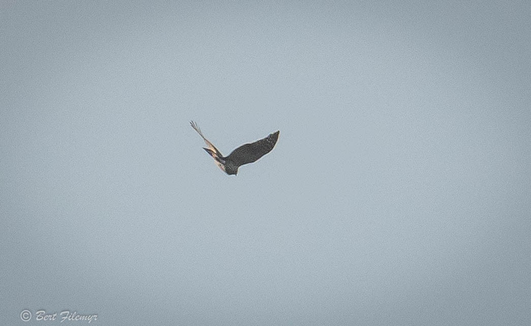 Sharp-shinned Hawk - ML141730081