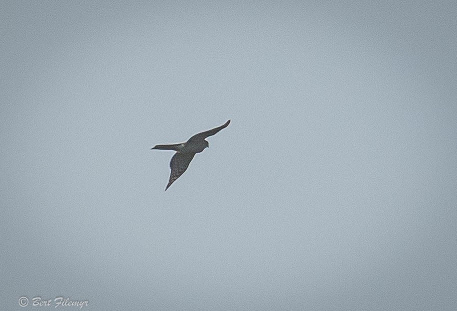 Sharp-shinned Hawk - ML141730091